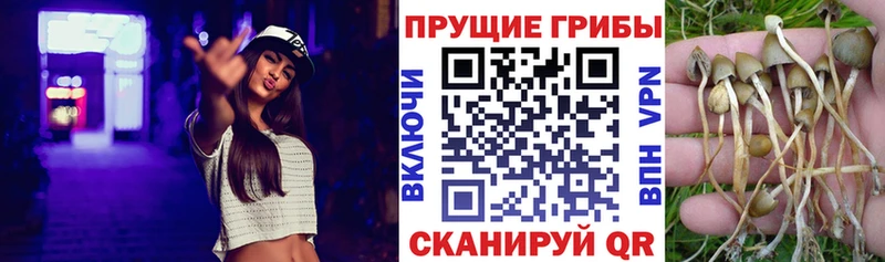 Купить  Володарск  Псилоцибиновые грибы Cubensis 